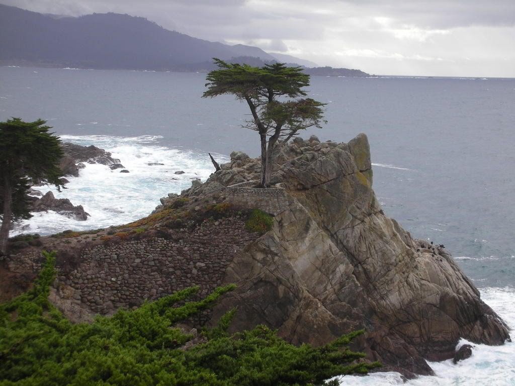 Lone Pine Tree Monterey Coast Photo by litodchavez Photobucket